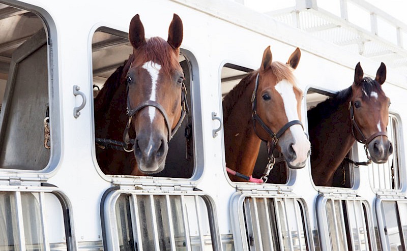Celin: "Il Mipaaf sovvenzioni il trasporto dei cavalli da un